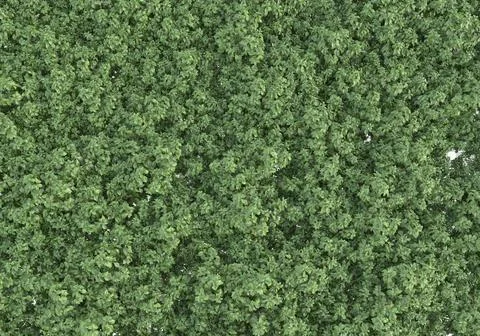 Grass Stock Illustration