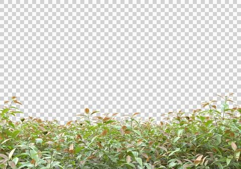 Grass Stock Illustration