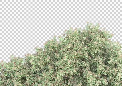 Grass Stock Illustration