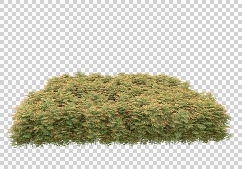 Grass Ilustración de archivo