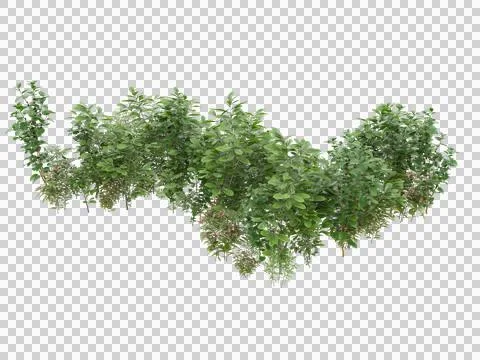 Grass Stock Illustration