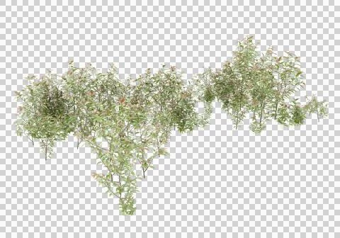 Grass Ilustración de archivo