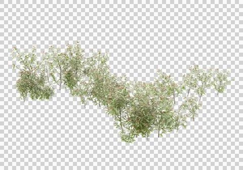 Grass Ilustración de archivo