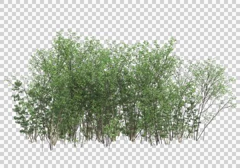 Grass Stock Illustration