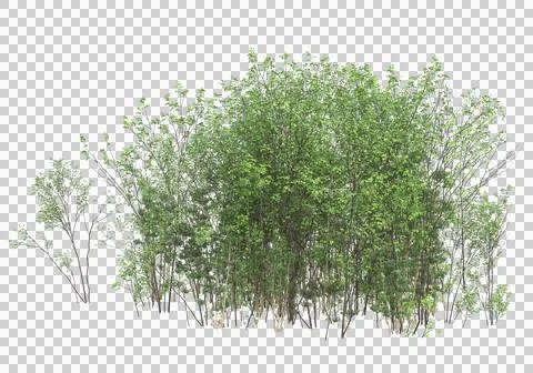 Grass Stock Illustration