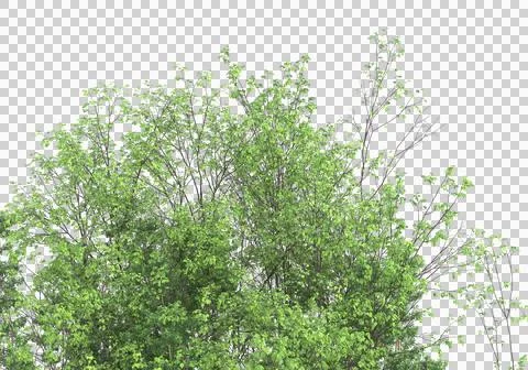 Grass Stock Illustration