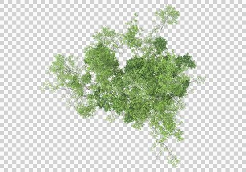 Grass Stock Illustration