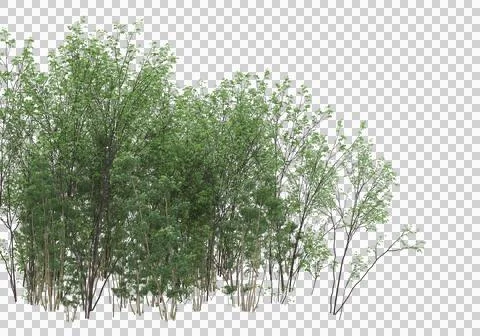 Grass Ilustración de archivo