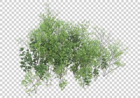 Grass Ilustración de archivo