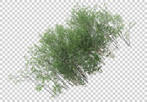 Grass Ilustración de archivo