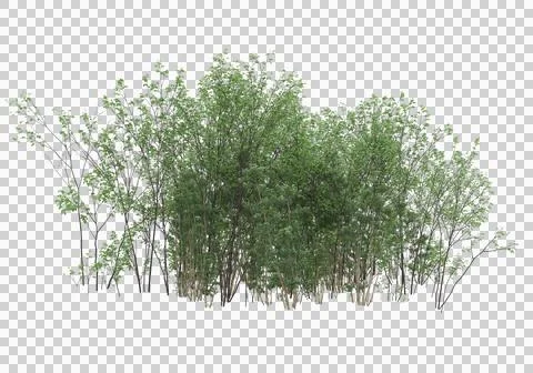 Grass Ilustración de archivo