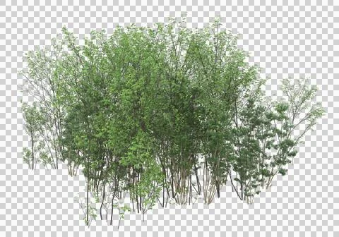 Grass Ilustración de archivo