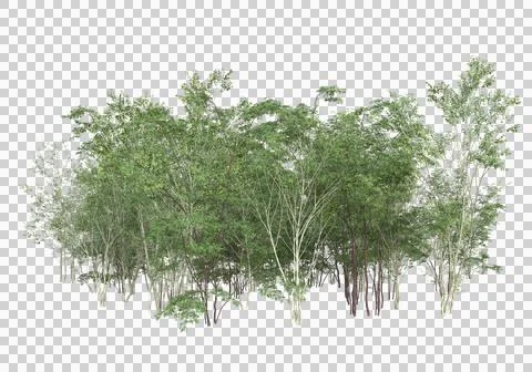 Grass Stock Illustration