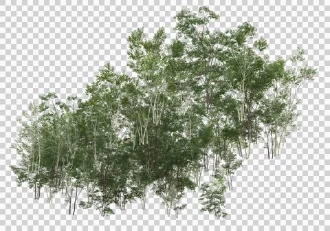 Grass Stock Illustration