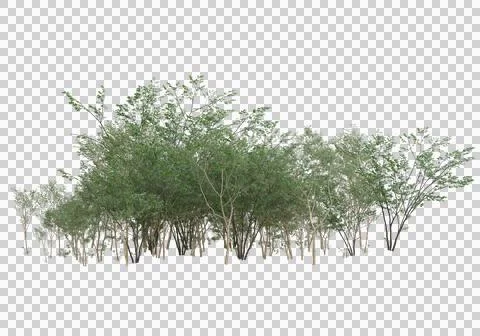 Grass Stock Illustration