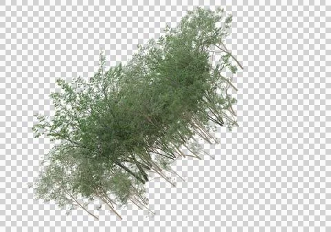 Grass Ilustración de archivo