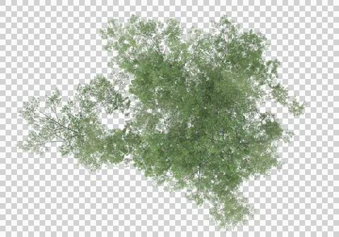 Grass Stock Illustration