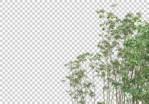Grass Stock Illustration