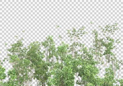 Grass Stock Illustration