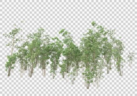 Grass Stock Illustration