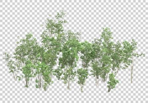 Grass Stock Illustration