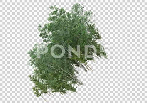 Grass Ilustração Stock