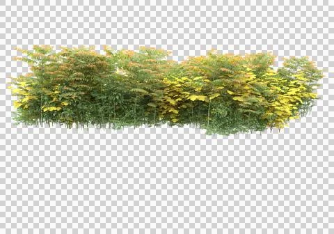 Grass Stock Illustration