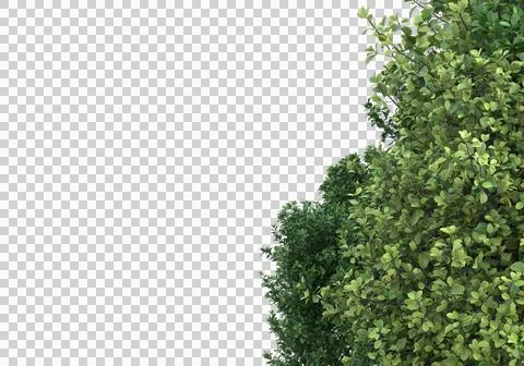 Grass Stock Illustration