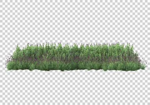 Grass Stock Illustration