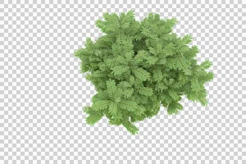 Grass Stock Illustration