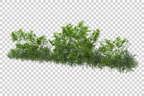 Grass Ilustración de archivo