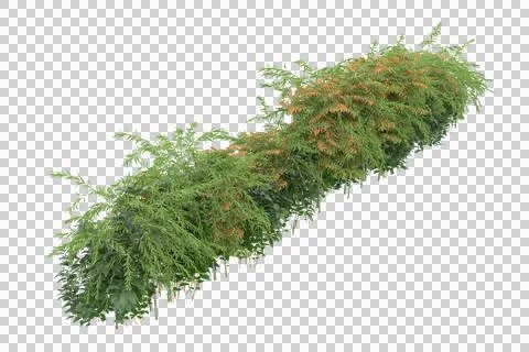 Grass Stock Illustration