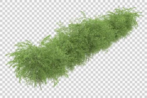 Grass Stock Illustration