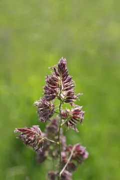 Grass inflorescence Stock Photos
