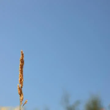 Grass inflorescence Foto stock