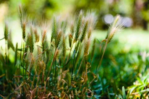 Grass inflorescences Stock Photos