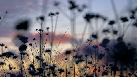 Grass with inflorescences at sunset. Stock Footage 126091079
