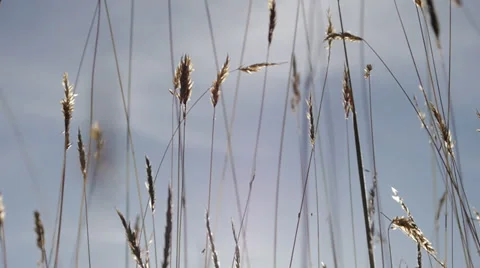 Grass insect Stock Footage 30596176