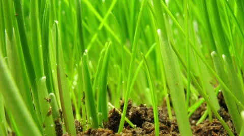 Grass Inside Stock Footage 10771546
