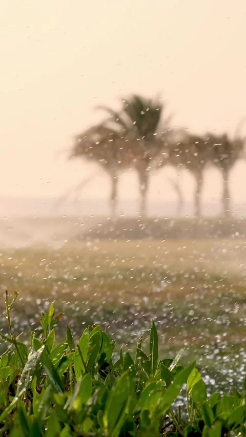 Grass irrigation. Lawn irrigation system. lawn sprinkler. irrigation system. Stock Footage 316260651