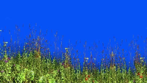 Grass isolated with alpha mask on clean background. Stock Footage 93714383
