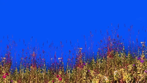 Grass isolated with alpha mask, Stock Footage 93713885