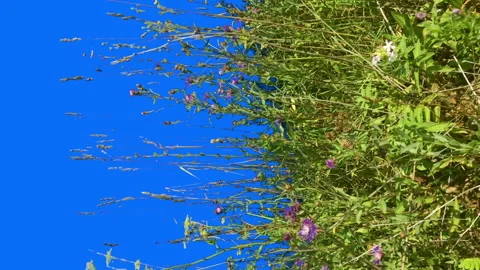 Grass isolated with alpha mask, Green plant blowing on the wind, Stock Footage 93712696