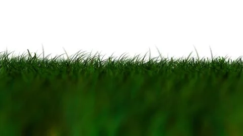 Grass isolated low view Stock Illustration
