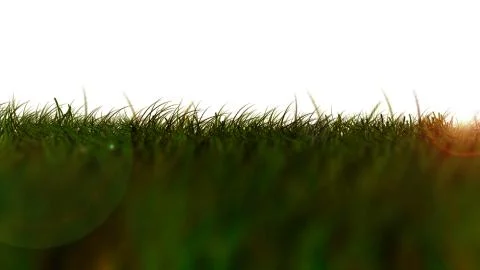 Grass isolated low view Stock Illustration