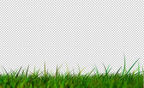 Grass isolated low view Stock Illustration