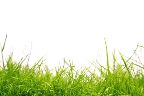 Grass isolated Stock Photos