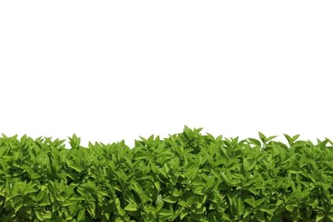 Grass on isolated Stock Photos