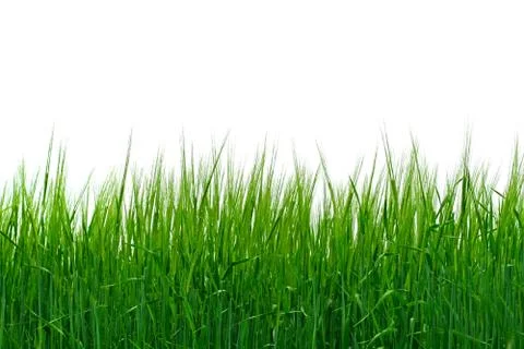 Grass isolated Stock Photos