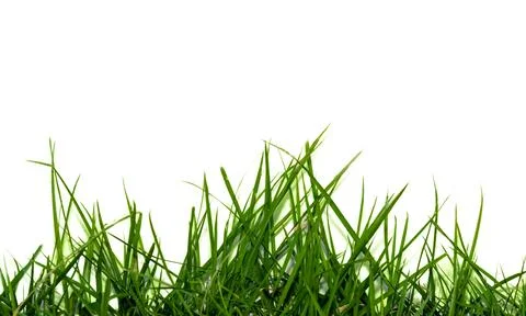 Grass isolated Stock Photos